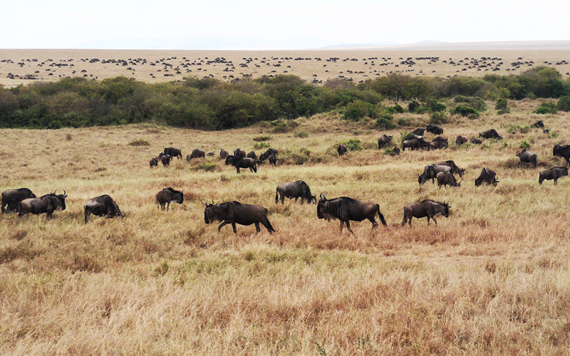 Serengeti National Park Game Drive